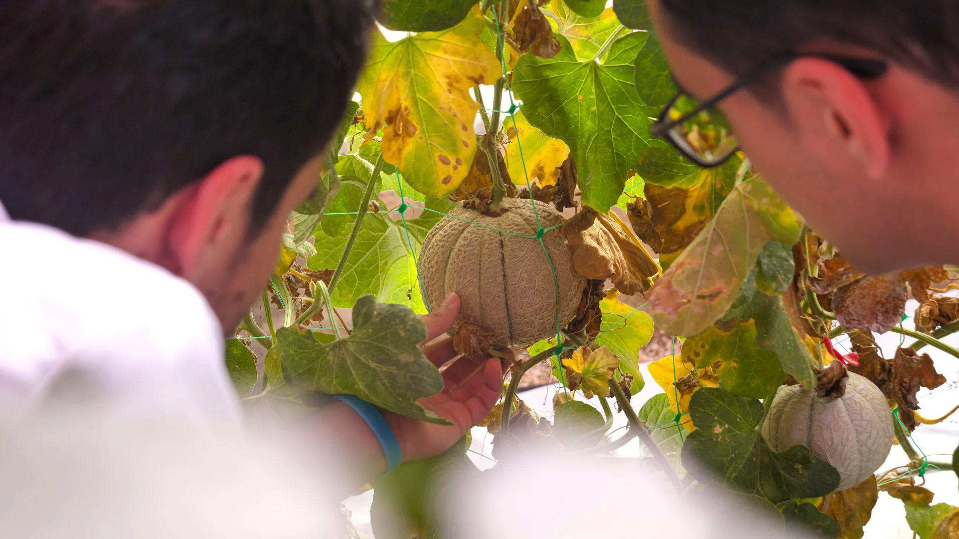 INVESTIGACION-Y-DESARROLLO-AGROVOLTAICA-konery-6