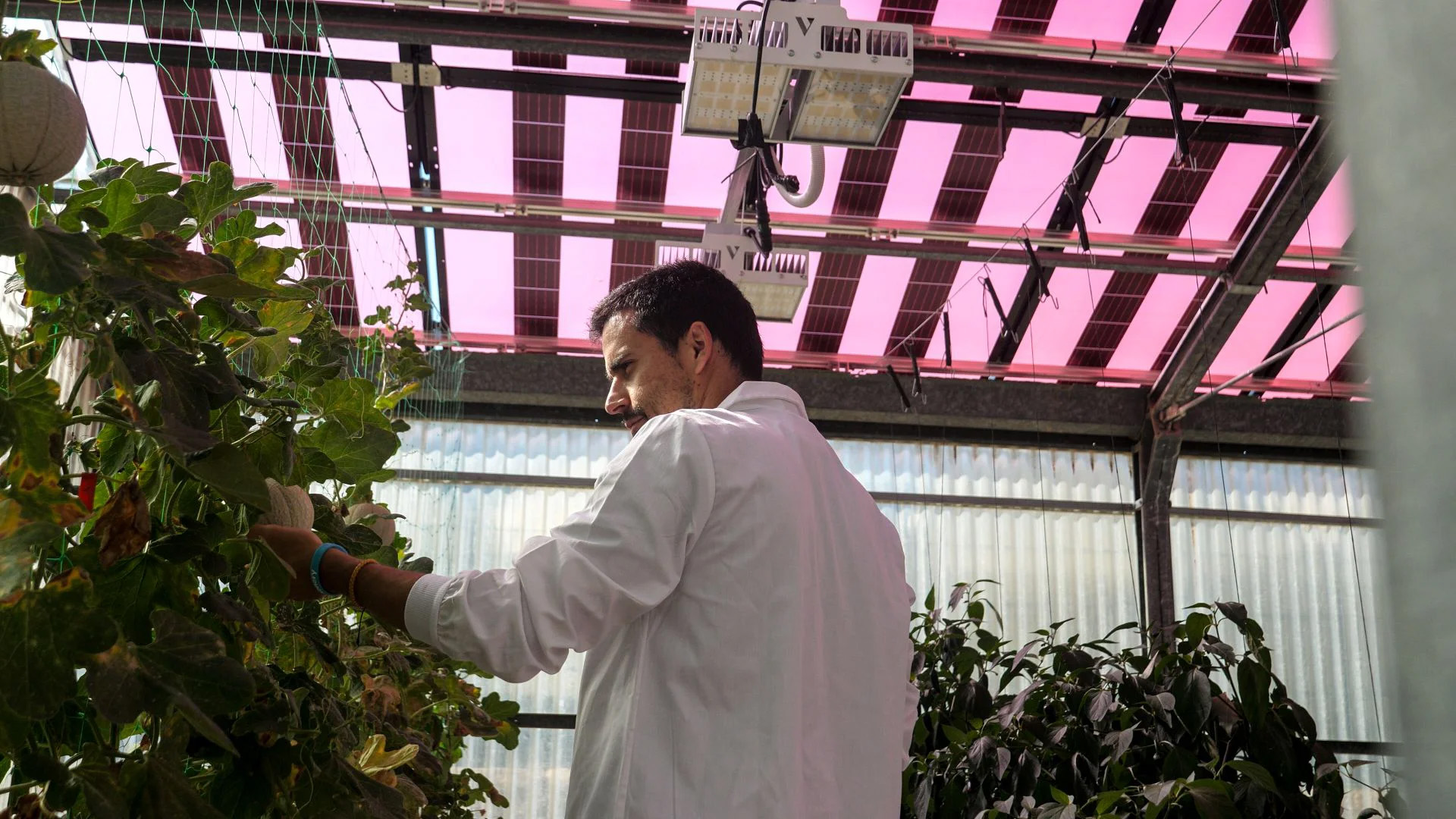 INVESTIGACION-Y-DESARROLLO-AGROVOLTAICA-konery-8