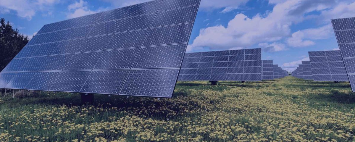 paneles solares en medio de flores en primavera