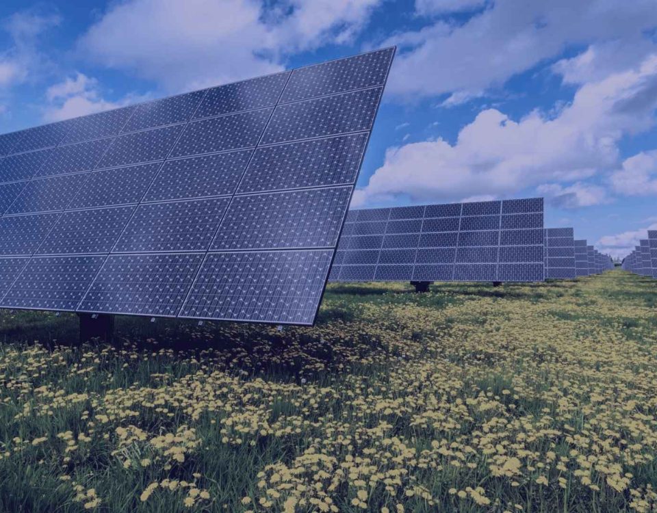 paneles solares en medio de flores en primavera